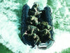 Zodiac MilPro Futura Commando FC-470 4.70m - ChasNewensMarine