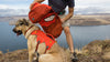 Ruffwear Palisades™ Dog Backpack in Red Sumac (Medium)