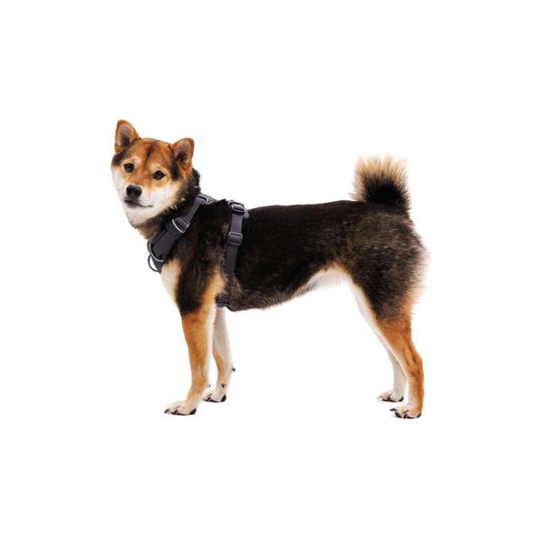 Ruffwear Front Range® Dog Harness in Basalt Grey (L / XL)