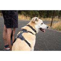 Ruffwear Front Range® Dog Harness in Basalt Grey (X Small)