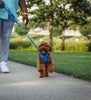 Ruffwear Front Range® Dog Harness in Blue Pool (L / XL)