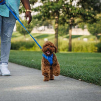 Ruffwear Front Range® Dog Harness in Blue Pool (Medium)