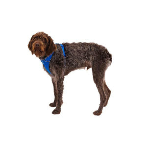 Ruffwear Front Range® Dog Harness in Blue Pool (X Small)