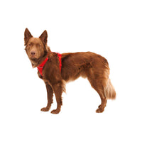 Ruffwear Front Range® Dog Harness in Red Canyon (L / XL)